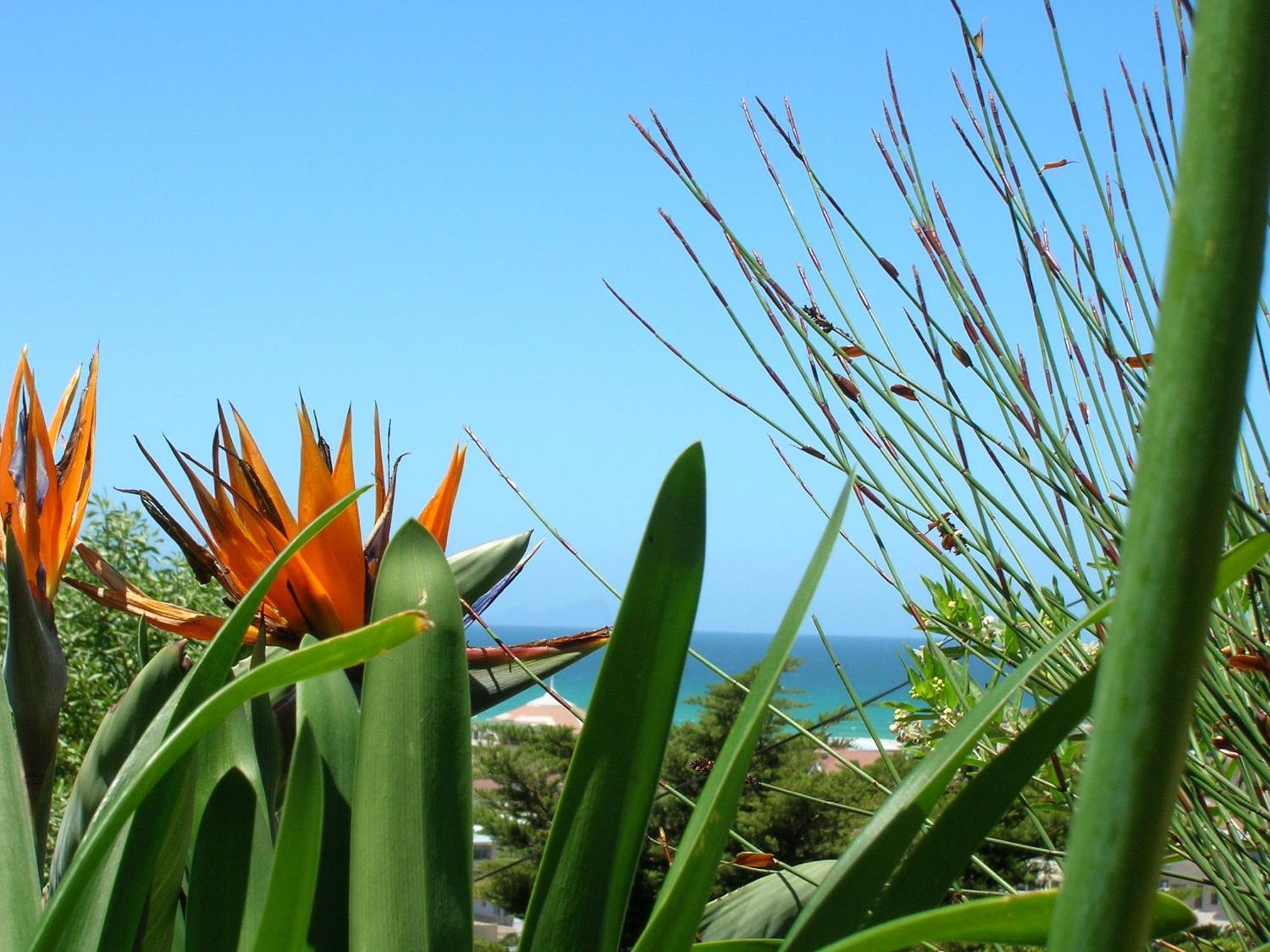 Bluebottle Guest house 3*